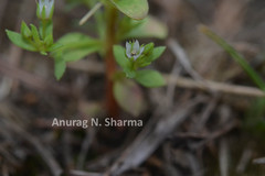 Anagallis pumila